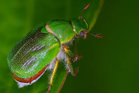 Image result for Brachystephanus