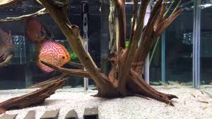 The subreddit for anything related to aquariums! Fish Room Tour Beautiful Display Tanks Youtube
