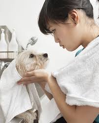 We review the best pet insurance companies based on cost, coverage pet assure was founded in 1995 by a pet owner whose pet insurance denied a $3,000 hip surgery for his dog. Groomers Insurance For Canadian Pet Care Professionals