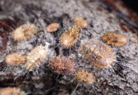 Image result for Kotschya carsonii