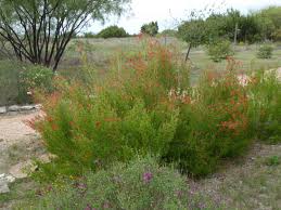 Image result for Anisacanthus