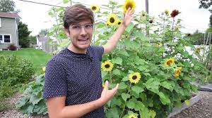 Water seedlings periodically, once a week is good enough. How To Grow Sunflowers Complete Growing Guide Youtube