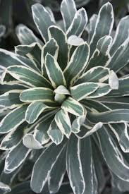 Details silver swan is a variegated selection with white edging to the leaves and bracts, giving a striking appearance. Euphorbia Characias Silver Swan Euphorbia Characias Silver Swan Mediterranean Spurge Silver Swan Mediterranean Spurge Plant Lust