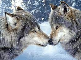 Wolves Snow Sparkle Wolf Love Two Wolves Animals Wild