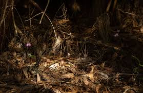 Image result for Disperis dicerochila