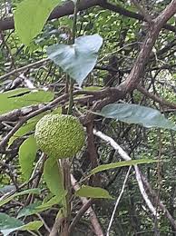 Image result for Maclura