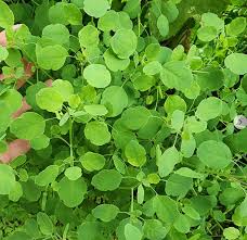 Image result for Olax pentandra