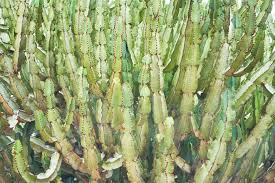 2900 ivanpah drive henderson, nevada, 89074. Cactus Hafen Nursery Plant Nursery In Henderson Nv