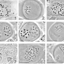 Image result for Sebaea brachyphylla