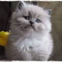 Buy a Kitten - Kittens for sale near you