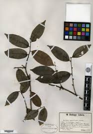 Image result for Xylopia acutiflora