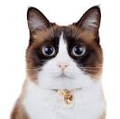 Available Snowshoe Kittens For Sale & Cats For Adoption