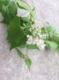 The flowers are perfect for picking as they last a long time. Vine With Tiny White Flowers
