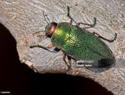 Image result for Perotis