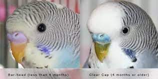 How To Know If Your Parakeet Is Young Quora