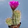 Cacti of west and southwest usa: Https Encrypted Tbn0 Gstatic Com Images Q Tbn And9gcrkakyyd74ntno9tynv0ezdztppeb6snqeb6jzymvs Usqp Cau