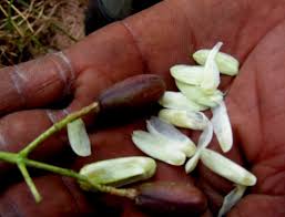 Image result for Pseudospondias microcarpa