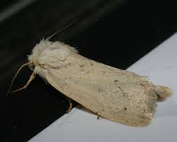 Image result for Photedes extrema