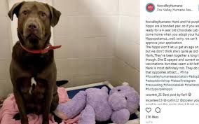 Shelter S Instagram Tale Of An Injured Hippo Doll Has A Happy Ending For The Suspect Animal Shelter Animal Shelter Fundraiser Animal Shelter Donations