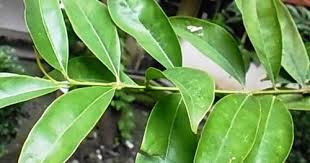 Beneran gue kasih bintang satu nanti!] *transaksi dibatalkan oleh penjual. Penjual Pembeli Mahkota Dewa Daftar Perusahaan Penjual Dan Pembeli Mahkota Dewa 04