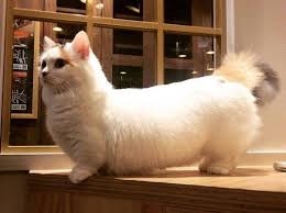 The more munchkin the cat looks the higher the price a breeder can command. Average Cost Of A Munchkin Cat