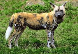 African wild dog natural habitat. The Struggle Of The African Wild Dog Conservation Articles Blogs Cj