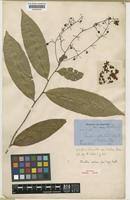 Image result for Campylospermum