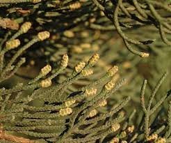 Image result for Cupressus sempervirens