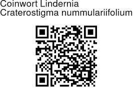 Image result for Craterostigma nummulariifolium