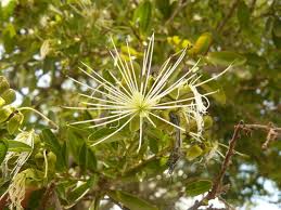 Image result for Girardinia bullosa