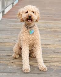 The coat can be black, copper, ultra cream, champagne, gray, golden, apricot, red, red & white, or. Goldendoodle Is This The Right Crossbreed For You K9 Web