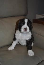 Akc english springer spaniels, liver/white, born october fourth, tails docked, dew claws removed, current on shots. Springer Sspaniel Puppy For Sale In Lebanon Iowa Classified Americanlisted Com