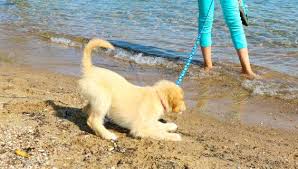 traverse city dog beaches state parks