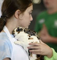 Hop stuff in the Carroll County Fair's Rabbit Barn
