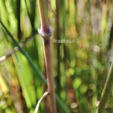 Image result for Trachypogon