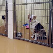 What is liability insurance, and how does it work? Avma Plit Professional Liability For Veterinarians Avma Plit