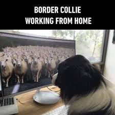 Border Collie Working From Home Funny Animal Memes Animal Jokes Funny Relatable Memes