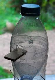 La piqure du frelon asiatique peut provoquer une réaction allergique appelée choc anaphylactique pouvant être mortel, le danger reside essentiellement en cas de piqure multiple. Piege Frelon1 Piege Frelon Asiatique Piege A Frelon Frelon Asiatique