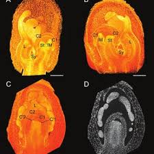Image result for Hypolytrum heteromorphum
