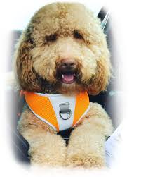 Australian labradoodle dog breeders, mazin labradoodles, 4 paws puppies raises f1b labradoodles and australian multi gen puppies!, a walk in the park. Home South Texas Labradoodles