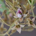 Image result for Pericopsis