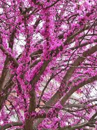 Restriction of true spiritual gifts due to lack of dynamic connection to higher dimensions of soul. The Magical Mystery Of Trees