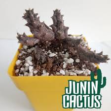 Image result for Piaranthus atrosanguineus