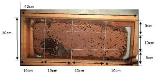 Image result for Vernonia thomsoniana