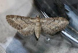 Image result for Eupithecia subumbrata