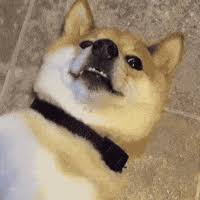 Animated meme templates will show up when you search in the meme generator above (try party parrot). Doge Dogecoin Gif