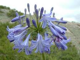 Image result for Agapanthus inapertus