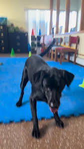 Image result for tbn:ANd9GcT9GTDvoeZslbTfRgc9SbtLfmHl15TvbB2vJ134_7_XnofUBeY3skxFMC8:https://www.doglife.sitew.com/fs/Root/5vdf8-5615663_chien_malade_sur_le_c_t_et_sur_fond_blanc.jpg