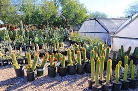 Things to do in tucson. Cactus Nursery Tucson Az Bach S Greenhouse Cactus Nursery