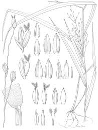 Image result for Panicum eickii